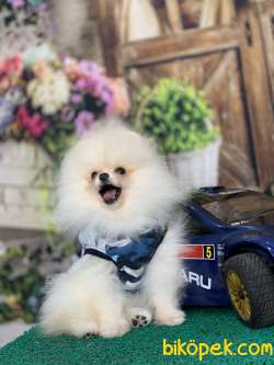 KARBEYAZ SAFKAN TEDDY BEAR POMERANİAN BOO YAVRULARIMIZ 3
