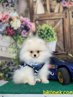 KARBEYAZ SAFKAN TEDDY BEAR POMERANİAN BOO YAVRULARIMIZ 2