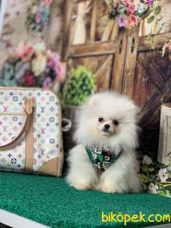 KARBEYAZ SAFKAN TEDDY BEAR POMERANİAN BOO YAVRULARIMIZ 4