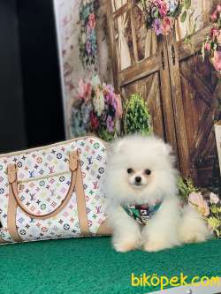 KARBEYAZ SAFKAN TEDDY BEAR POMERANİAN BOO YAVRULARIMIZ 1