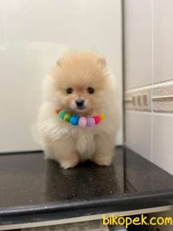 KarBeyaz Teddy Face Pomeranian Boo Yavrularimiz 2