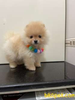 KarBeyaz Teddy Face Pomeranian Boo Yavrularimiz 1