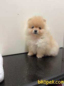 KarBeyaz Teddy Face Pomeranian Boo Yavrularimiz 3