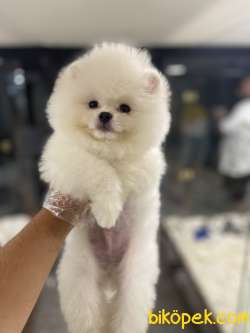 KarBeyaz Teddy Face Pomeranian Boo Yavrularimiz 2