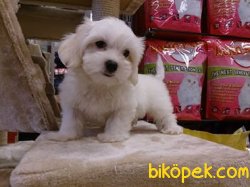 KARBEYAZI MALTESE TERRIER YAVRULARI 2