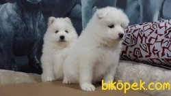 KARBEYAZI SAMOYED YAVRULARI 5