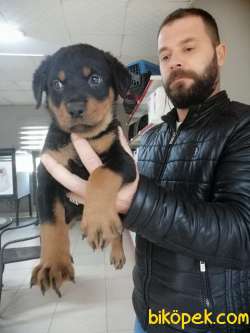 KARİZMA ROTTWEILER BEBEKLER 2