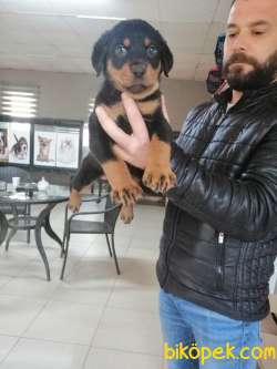 KARİZMA ROTTWEILER BEBEKLER 3