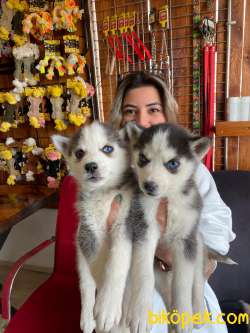 KARİZMATİK ASİL HUSKY SİBİRYA KURDU BEBEKLER 2