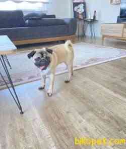 Karneli Aşıları Tam Pug 7 Aylık 3
