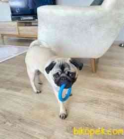 Karneli Aşıları Tam Pug 7 Aylık 4