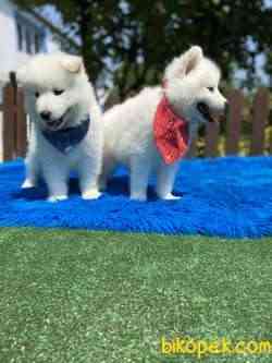 Kartopu Gibi Samoyed Yavrular 1