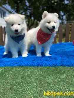 Kartopu Gibi Samoyed Yavrular 3