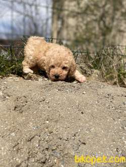 KAYISI RENGİ TOY POODLE YAVRULAR 2
