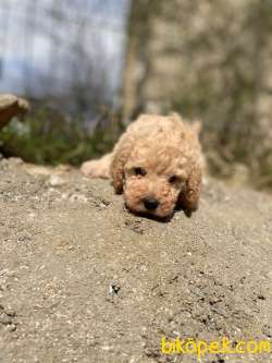 KAYISI RENGİ TOY POODLE YAVRULAR 1