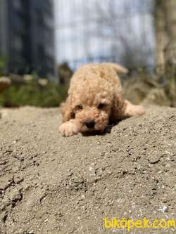 KAYISI RENGİ TOY POODLE YAVRULAR 5