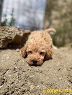 KAYISI RENGİ TOY POODLE YAVRULAR 4