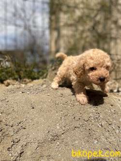 KAYISI RENGİ TOY POODLE YAVRULAR 3