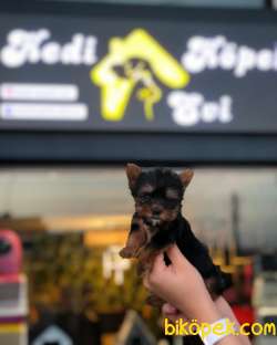 KEDİ KÖPEK EVİ GÜVENCESİYLE TEACUP YORKSHİRE 1