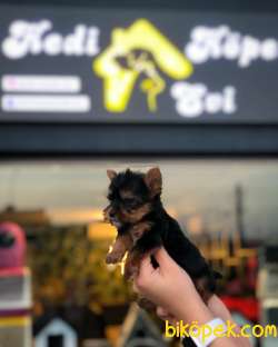 KEDİ KÖPEK EVİ GÜVENCESİYLE TEACUP YORKSHİRE 2