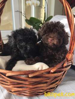 Kendi Köpegimizin Yavrulari 4