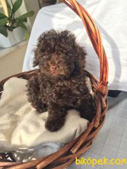 Kendi Köpegimizin Yavrulari 1