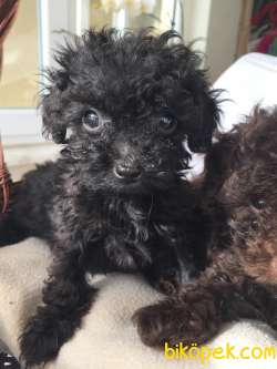 Kendi Köpegimizin Yavrulari 2