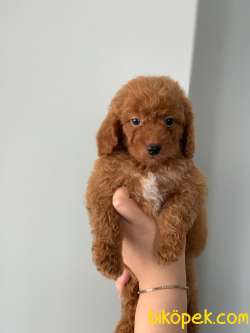 KENDİ KÖPEĞİMİZİN YAVRULARI ORJİNAL ERKEK POODLE 2
