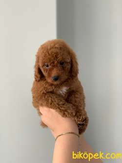 KENDİ KÖPEĞİMİZİN YAVRULARI ORJİNAL ERKEK POODLE