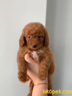 KENDİ KÖPEĞİMİZİN YAVRULARI ORJİNAL ERKEK POODLE 4