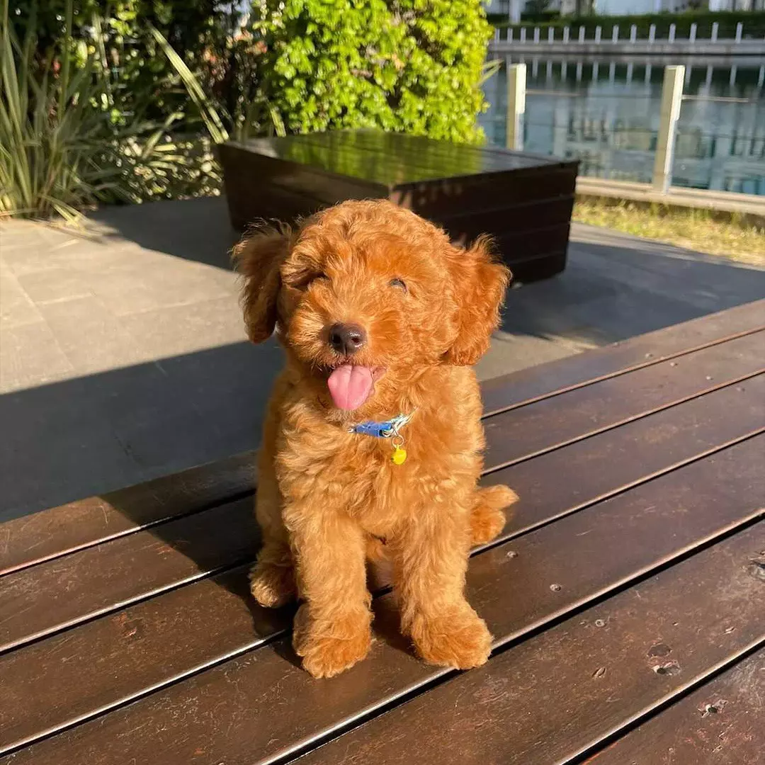 Kendi Yavrum Saf Red ToyPoodle 3