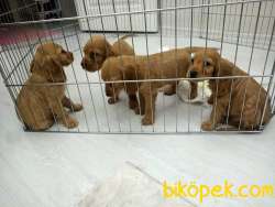 Kestane Şekeri American Cocker Bebişler 1