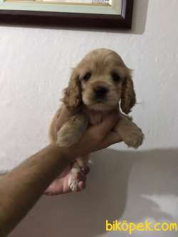 Kestane Şekeri American Cocker Bebişler 3