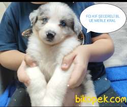 KIF FCI ŞECERELİ KAHVE BEYAZ RED BLUE MERLE SİYAH BEYAZ YASAL EVR 2