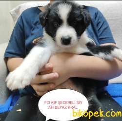 KIF FCI ŞECERELİ KAHVE BEYAZ RED BLUE MERLE SİYAH BEYAZ YASAL EVR 4