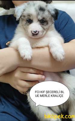 KIF FCI ŞECERELİ KAHVE BEYAZ RED BLUE MERLE SİYAH BEYAZ YASAL EVR 3