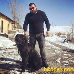 KIF ŞECERELİ CANE CORSO YAVRULAR 4