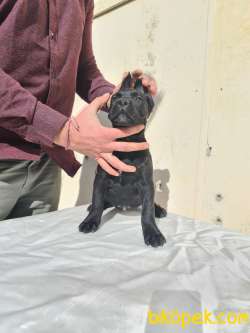 KIF ŞECERELİ CANE CORSO YAVRULAR 3