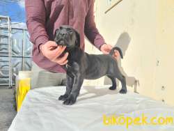 KIF ŞECERELİ CANE CORSO YAVRULAR 2