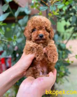 Kilo Garantili Toy Poodle Yavrularimiz