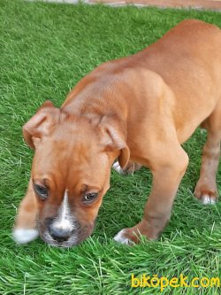 KING BOXER YAVRULARI 2