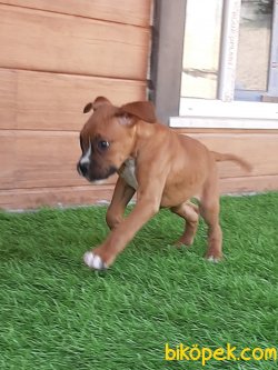 KING BOXER YAVRULARI 4
