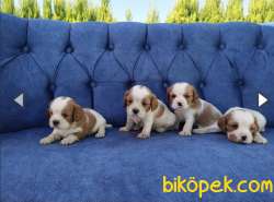 King Charles Cavalier Bebekler 2