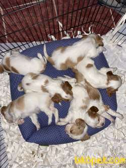 King Charles Cavalier Bebekler 4