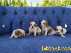 King Charles Cavalier Bebekler 3