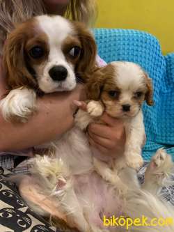 King Charles Cavalier Bebekler 1