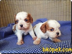 Cavalier King Charles Spaniel Yavruları 3