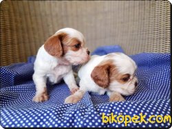 Cavalier King Charles Spaniel Yavruları 4