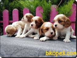 A Kalite King Charles Cavalier Yavrularımız 2