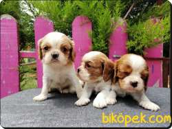 A Kalite King Charles Cavalier Yavrularımız 1